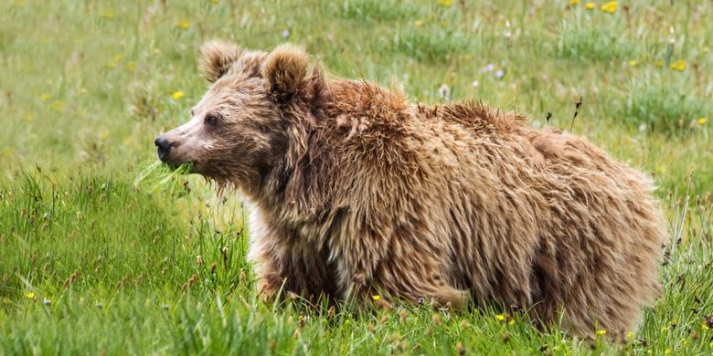 Penelitian terbaru, hasil tes DNA yang diduga Yeti adalah beruang Asia, termasuk beruang coklat Himalaya (ditunjukkan di sini).