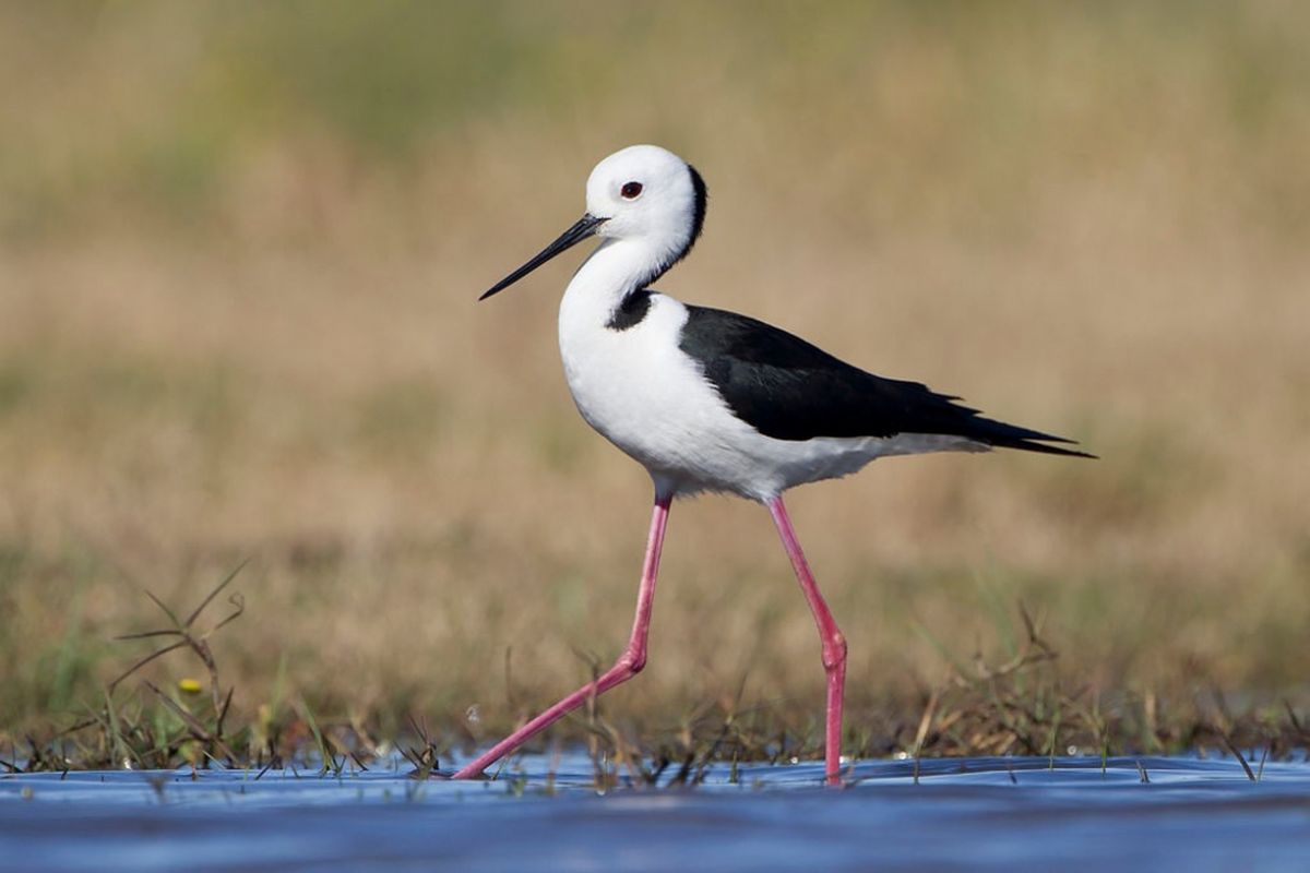 Himantopus leucocephalus