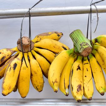 ilustrasi pisang raja. 
