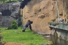 Terganggu Diteriaki, Gorila Mengamuk dan Lempar Kayu ke Arah Pengunjung Ragunan