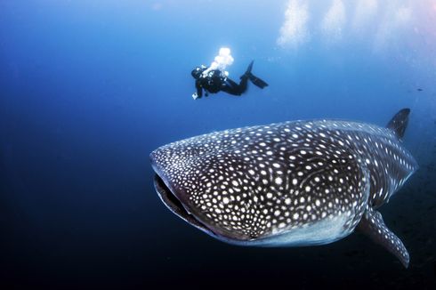 5 Ikan Terbesar di Dunia, Ada yang Beratnya Puluhan Ton