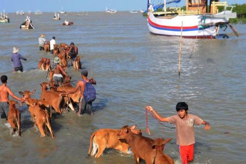 Puluhan Sapi Mati di Laut Sampang, Pakar Unair Sebut 2 Penyebabnya