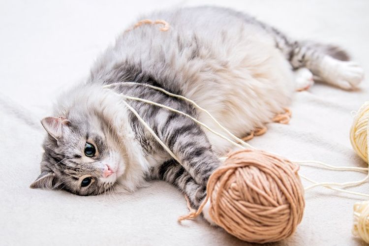 Kucing betina lebih betah di rumah, mengisi waktunya dengan tidur atau bermain-main.