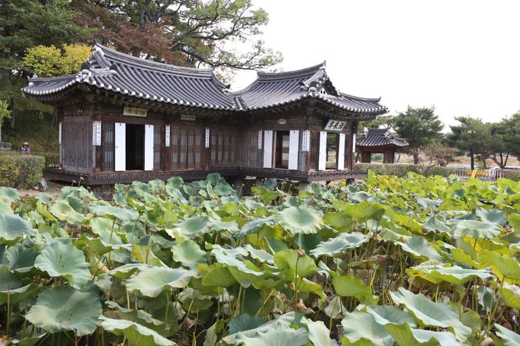 Seongyojang House, rumah bangsawan asal Dinasti Joseon di Gangwon, Korea Selatan.
