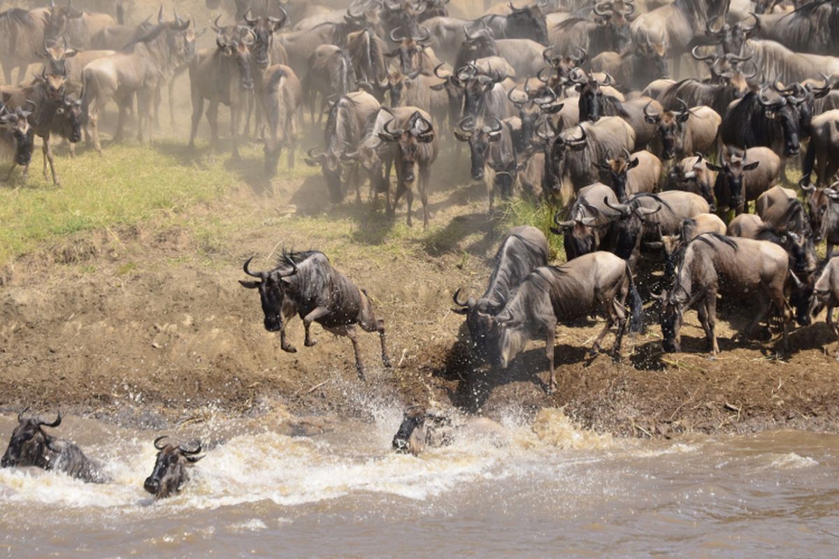 Migrasi wildebeest di Afrika