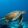 Usai Makan Daging Penyu, 9 Orang di Tanzania Dilaporkan Tewas