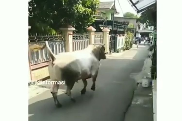 Seekor sapi kabur dari kandangnya di kawasan Warung Buncit, Jakarta Selatan. Video diunggah Senin (29/6/2020).