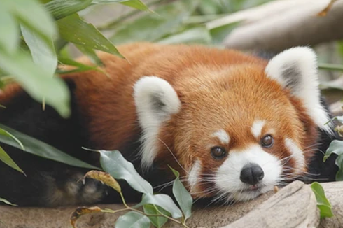 Panda Merah Terancam Punah, Ini Saran Ahli untuk Menyelamatkannya