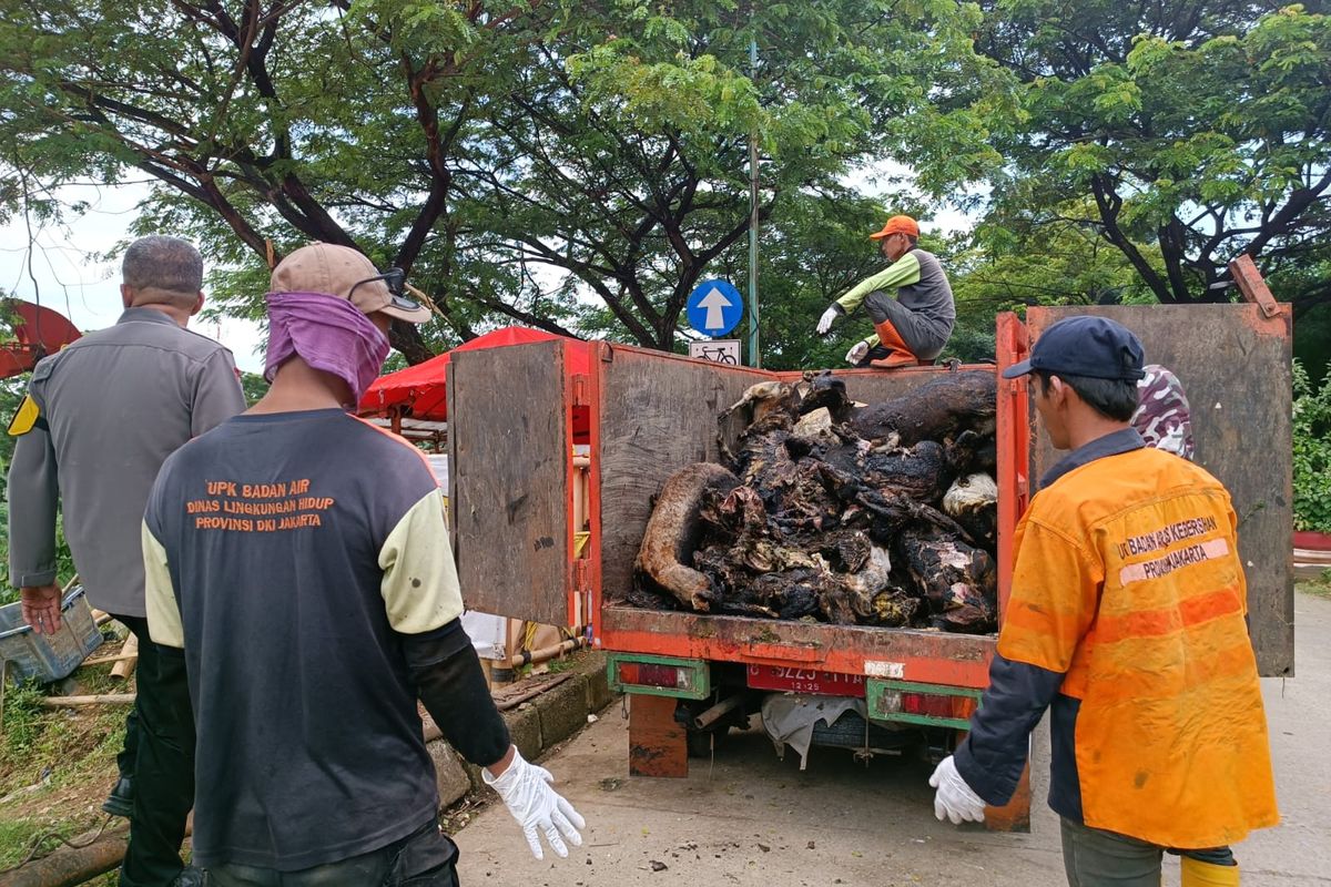 Sebanyak 132 kambing di peternakan Jalan Malaka Baru, Pondok Kopi, Duren Sawit, Jakarta Timur, yang dilahap si jago merah, Minggu (26/3/2023), dikubur di tepi Kanal Banjir Timur (KBT), Senin (27/3/2023).