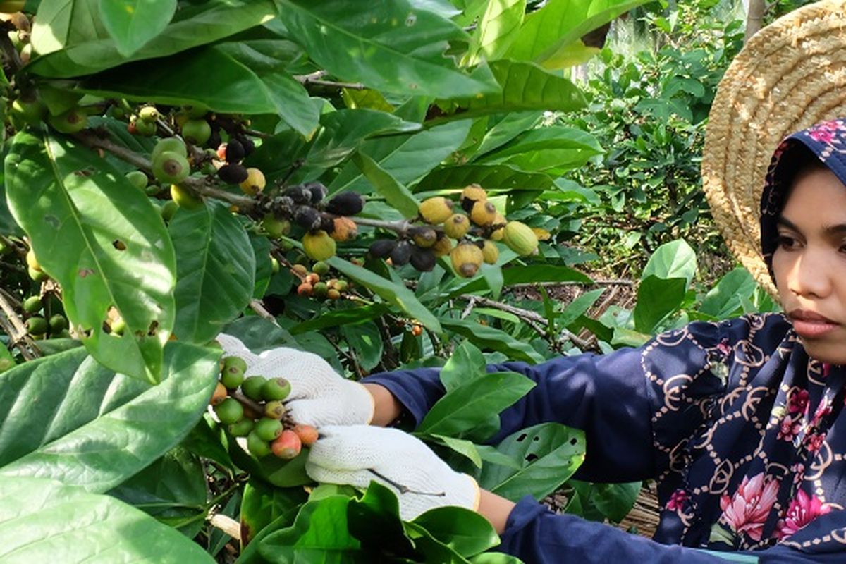 Petani Kopi yang tergabung dalam Kelompok Tani Liberika Rangsang Meranti tengah memetik buah kopi.