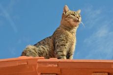 Di Kosta Rika, Kucing Dipakai untuk Selundupkan Ponsel ke Penjara 