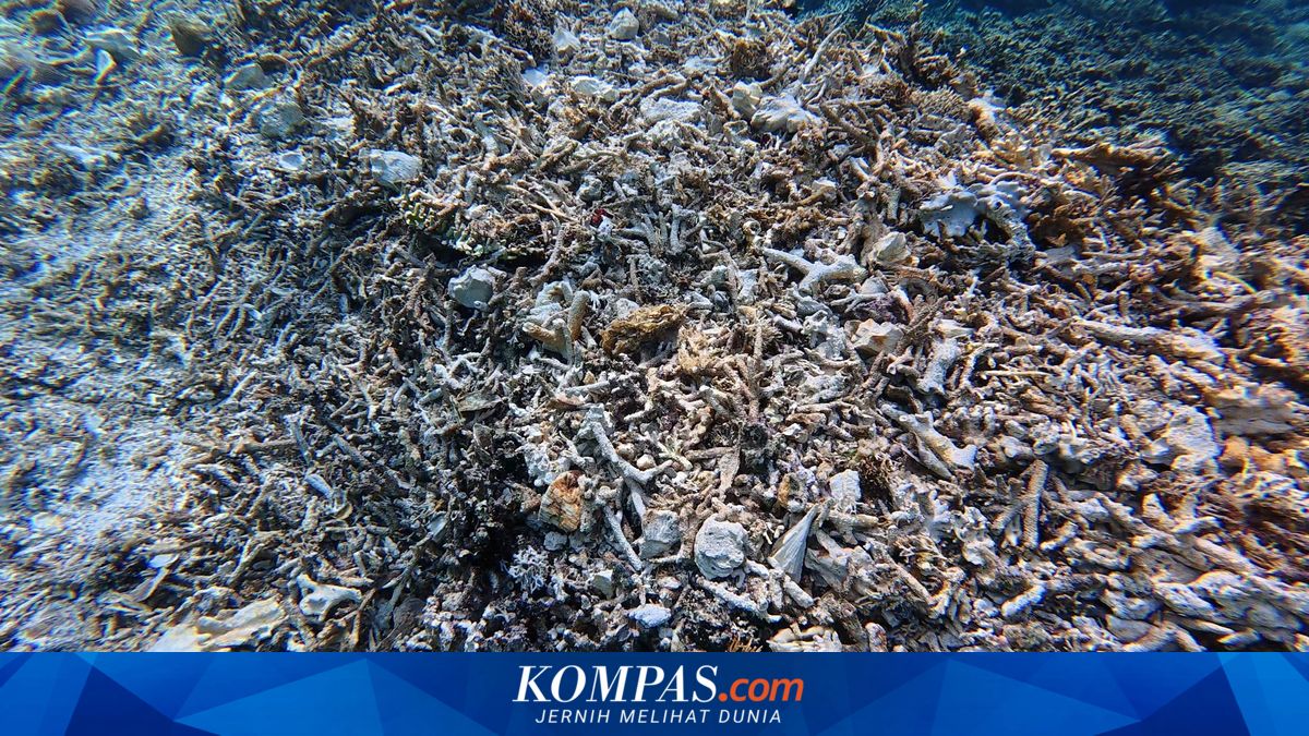 Terumbu Karang di Maratua Diduga Rusak, Wagub Kaltim Dorong Penyusunan SOP Kapal Wisata