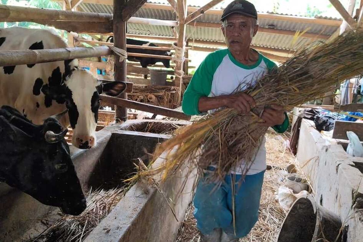 Sunarman, salah satu petani Desa Cipari Kecamatan Cigugur Kabupaten Kuningan Jawa Barat, memberikan pakan di kandang nya pada Rabu (15/1/2025) siang. Munarwan adalah satu dari sekitar 9.000 peternak sapi yang tergabung dalam KSU Karya Nugraha Jaya yang sempat diserang musibah PMK tahun 2022 lalu.