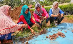 Hadapi Pandemi, APP Sinar Mas Ajak Desa Tingkatkan Produksi Jahe Merah dan Madu