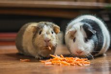 9 Hal yang Perlu Diketahui Sebelum Memelihara Guinea Pig