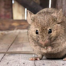 4 Cara Efektif Mengusir Tikus yang Berisik di Loteng