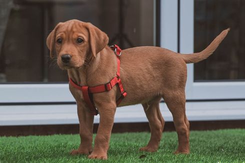 Betulkah Anjing Berwarna Cokelat Lebih Berumur Pendek? 