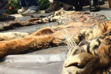 Jual Kulit Harimau hingga Alat Kelamin Rusa, Tiga Warga Ditangkap