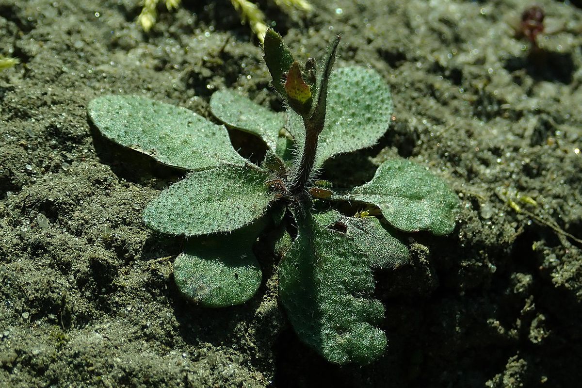 Arabidopsis thaliana menjadi tanaman yang diteliti untuk menjadi pendeteksi pestisida.