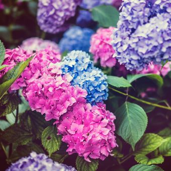 Ilustrasi bunga hortensia atau hydrangea.