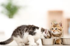 Cara Mencegah Kucing Makan Makanan Satu sama Lain