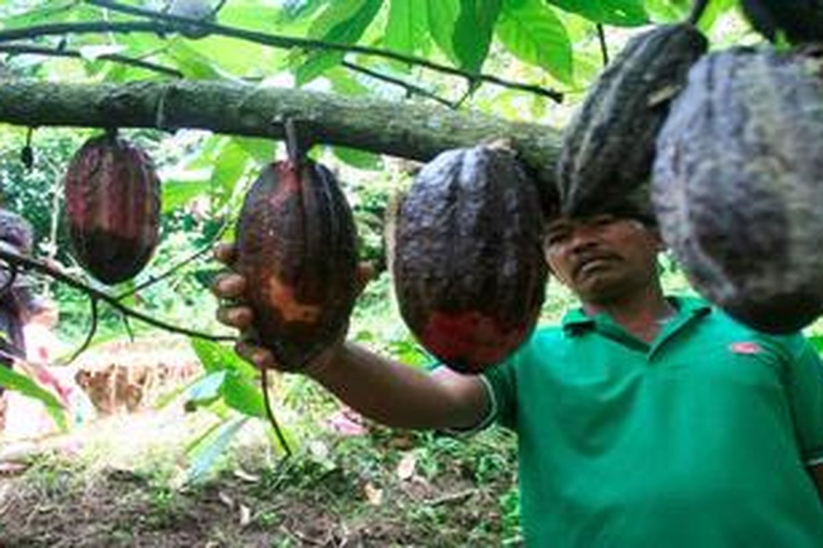 Ilustrasi: Buah kakao.