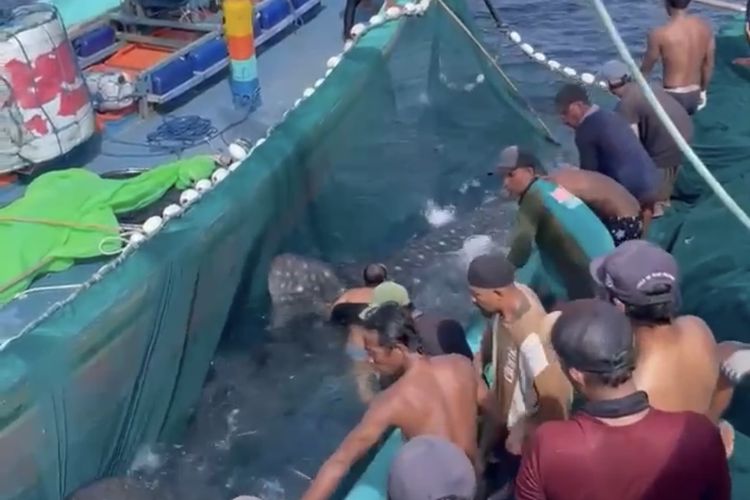Momen saat nelayan berusaha melepas Hiu Paus usai tertangkap jaring nelayan.