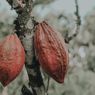Daftar Daerah Penghasil Kakao Terbesar di Indonesia