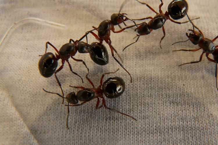 Cara Ampuh Mengusir Semut dengan Bahan Alami Halaman all - Kompas.com