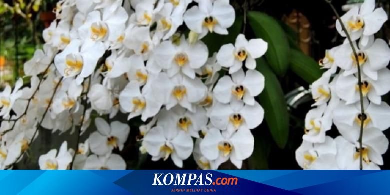 Anggrek bulan adalah salah satu bunga nasional indonesia anggrek bulan disebut juga dengan nama
