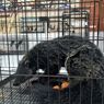 Polda Jatim Bongkar Perdagangan Satwa Dilindungi, Cenderawasih Dijual Rp 20 Juta, Binturong Rp 40 Juta