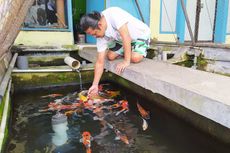 Penjual Ikan di Batu Pasarkan Ikan Secara Online