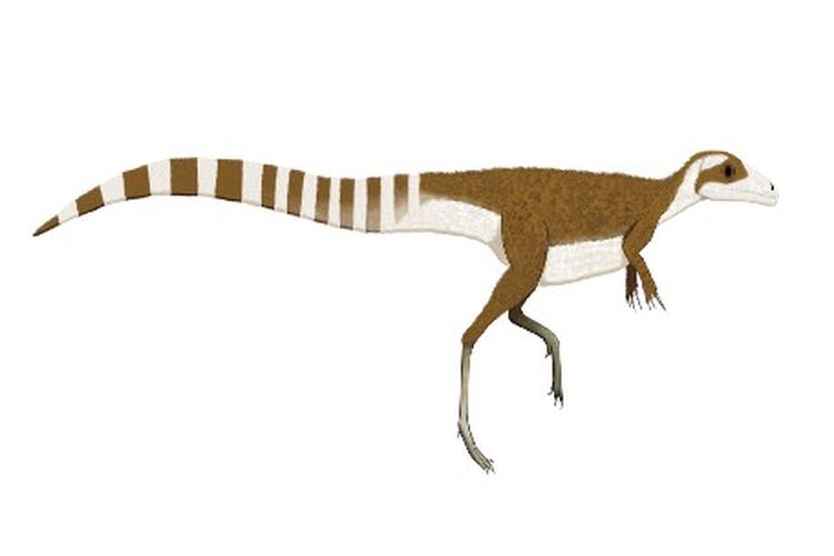 Ilustrasi sinosauropteryx 