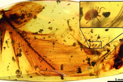 Berusia 99 Juta Tahun, Kutu Drakula Ini Mengisap Darah Dinosaurus