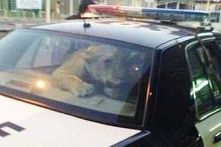 Polisi Kuwait berhasil menangkap anak singa yang kabur kemudian memasukkannya ke dalam salah satu mobil patroli.