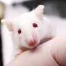 Pakar ITB Beberkan Alasan Kenapa Tikus Jadi Bahan Percobaan