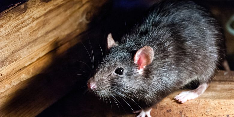 Ilustración de rata, ataque desenfrenado de ratas en Queensland y Nueva Gales del Sur, Australia.  Han aparecido miles de ratones a causa de la cosecha de trigo.
