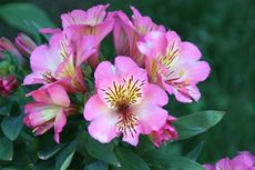 6 Bunga Cantik yang Bisa Tahan Lama di Vas
