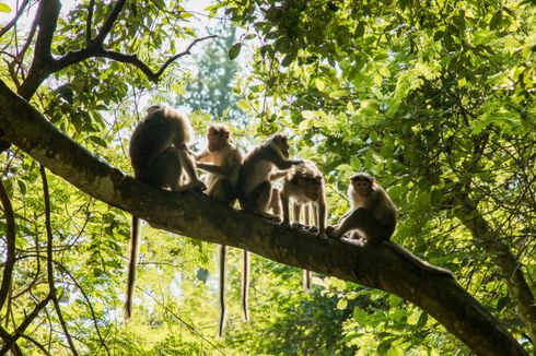 ITB Ungkap 3 Penyebab Monyet Berkeliaran di Bandung: Tanda Bencana Alam