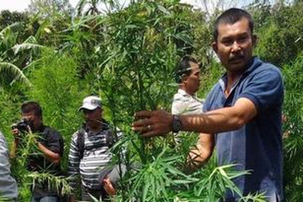 Pemusnahan ladang ganja di Aceh Besar, Rabu (18/7/2012).