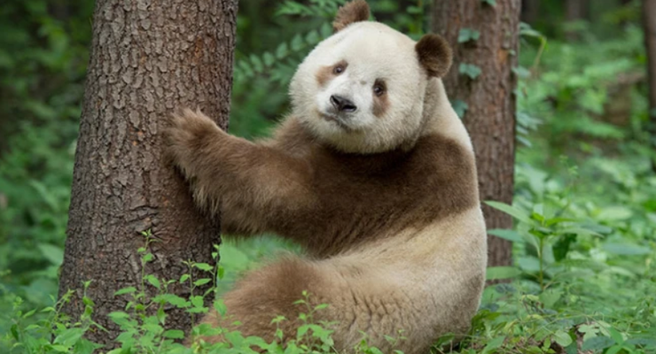 Mengapa Ada Panda Berwarna Coklat, Ini Alasannya