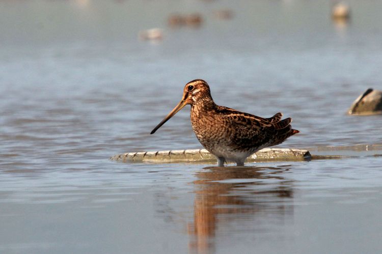 Berkik ekor Lidi atau Pintail Snipe (Gallinago stenura) tengah mencari makan di Danau limboto Gorontalo. Burung ini memiliki kawasan berbiak di eurasia hingga sebagian asia tengah.