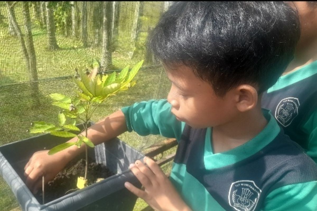 Anak-Anak di Jambi Olah Kotoran Gajah Jadi Pupuk, Tanam Bibit Pohon untuk Atasi Konflik Manusia-Gajah