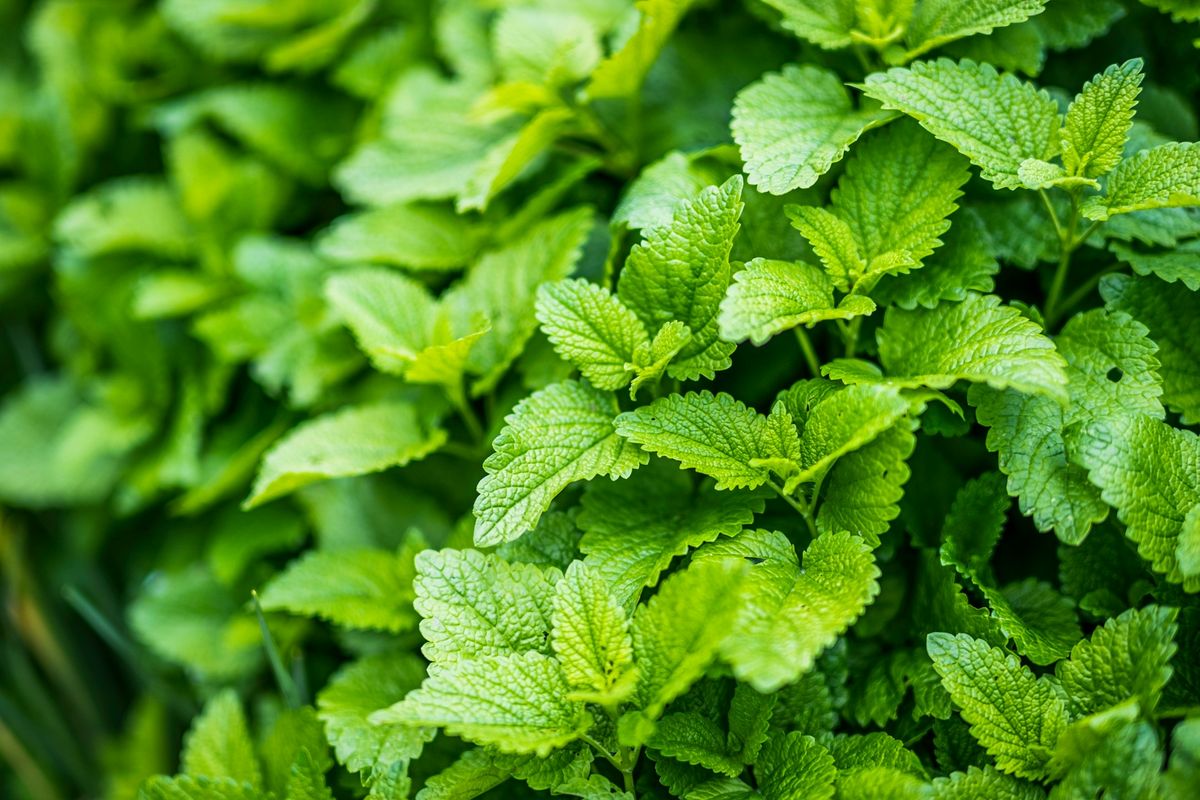 Ilustrasi tanaman lemon balm.