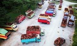 Tantangan Menggeser Paradigma Bisnis Sawit dari Produktivitas ke Keberlanjutan