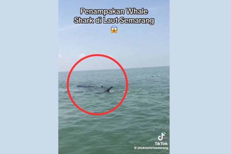 Tangkapan layar kemunculan hiu paus di Pantai Marina, Kota Semarang, Jawa Tengah
