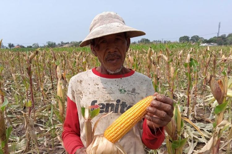 Produksi jagung nasional mengalami perkembangan cukup baik. 