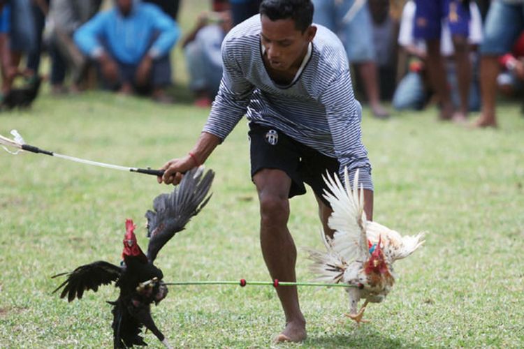 Peserta memacu ayam peliharaannya saat Barapan Ayam di Lapangan Poto Tano, Sumbawa Barat, Nusa Tenggara Barat, Rabu (5/4/2017).
