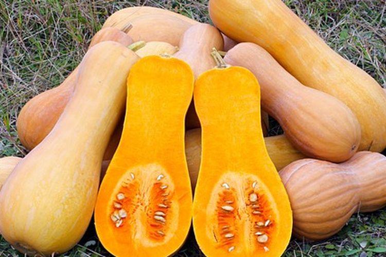 Labu madu, butternut squash