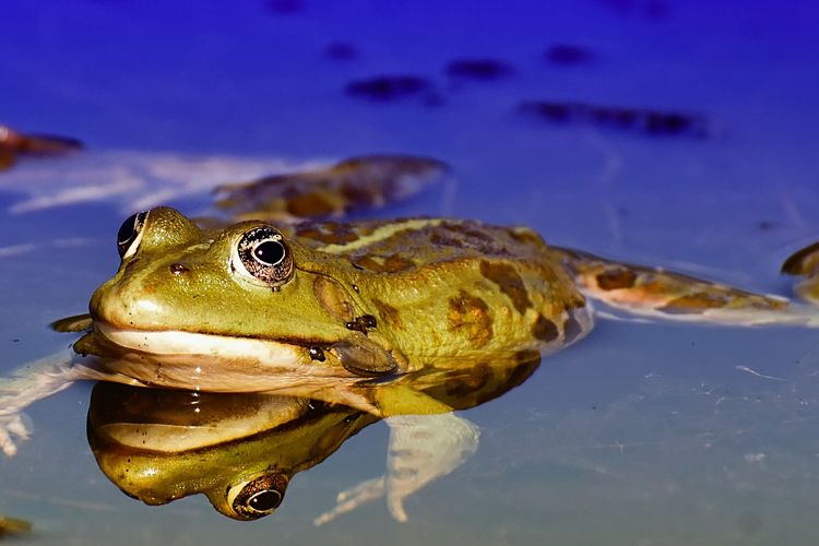 Foto Katak Betina Memangsa Katak Jantan Saat Musim Kawin Ini Alasannya